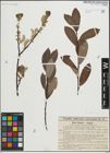 Foto von Salix laurina Sm.